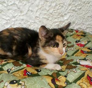 Gatita en Adopción