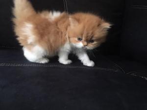 Gatito bicolor gato persa