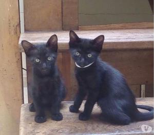 Gatitos negros en adopción