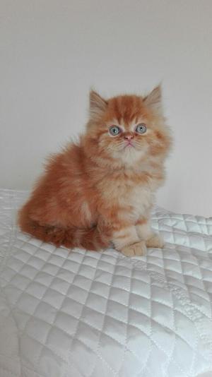 Gato Persa Red Tabby 2 Meses