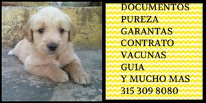 Golden Retriever Oro Clarito