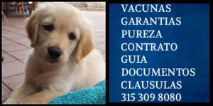 Golden peludito canino Especial