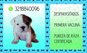 Hermosisimos Bulldog Ingles