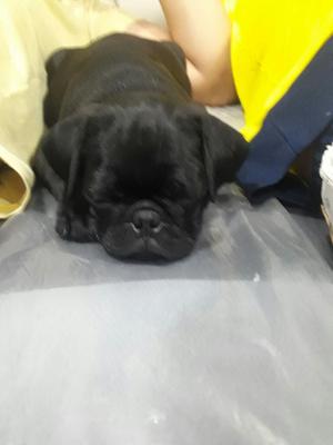 Hermoso Pug Negro