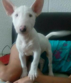 Hermosos Bulterrier