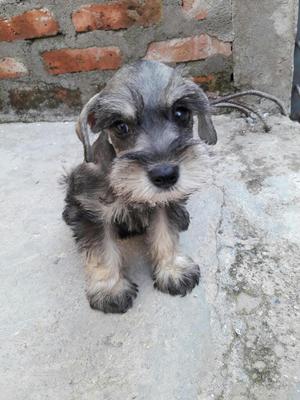 Hermosos Cachorros