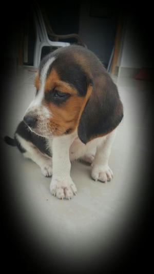 Hermosos Cachorros Beagle