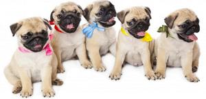 Hermosos Cachorros Pug