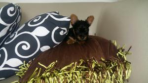 Hermosos Yorkshire Terrier Disponibles