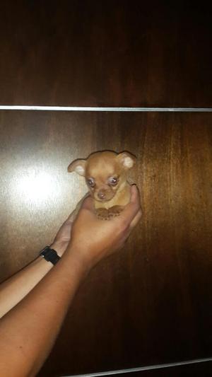 Lindo Pincher Chiwuaweño Mini en Venta