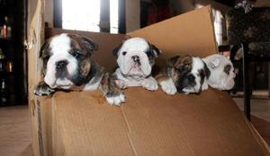 Los mas lindos Bulldog Ingles de toda la Sabana!