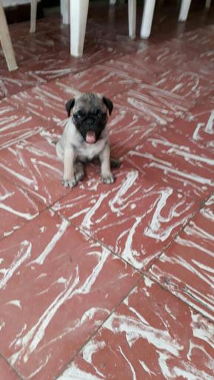 Muy Lindos Pug Mini