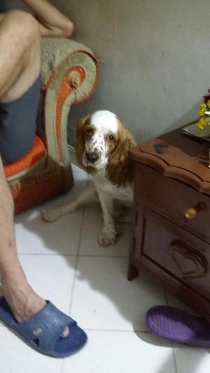 Perro Cocker Spaniel Llamado Tobby