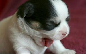 Perro Shihtzu