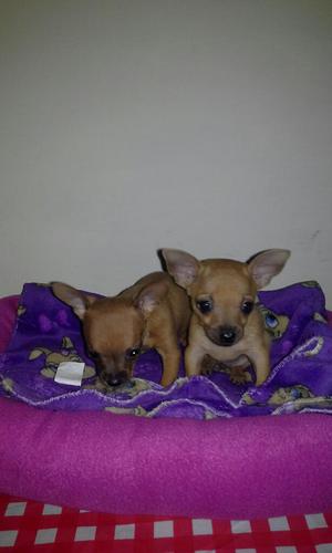 Pinscher Bolsilleros Machitos