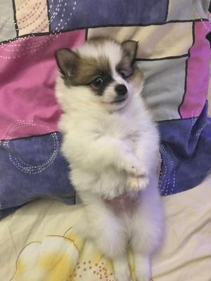 Pomeranian Lulu
