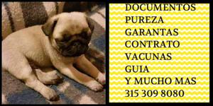 Pug Carlino Arena