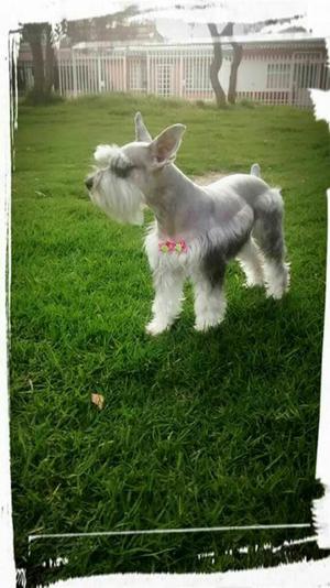 Schnauzer Supermini