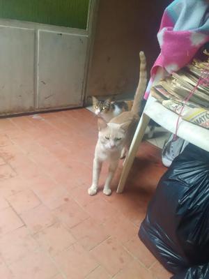 Se Da en Adopcion Gato Macho