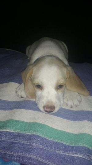 Se Vende Cachorra Beagle