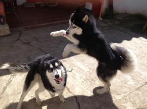 Se Vende Hermosa Cachorra Husky