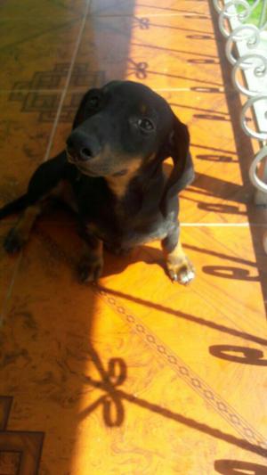 Se Vende Perrito Teckel