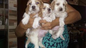 Se Venden Cocker Spaniel