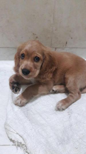 Se Vendo Cocker Spaniel