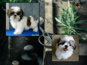 Shihtzu, Yorkie, Todas Las Razas