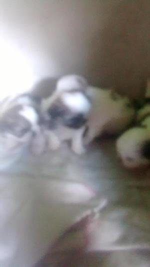 VENDO PRECIOSOS CACHORRITOS SHITZU TRICOLOR 