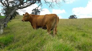 Vaca Limousin en Venta ganga