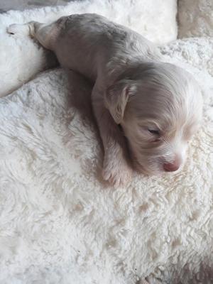 Vendo Coker Spaniel