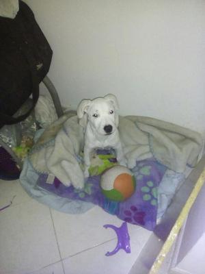 Vendo Perrita Pitbull Alvina Tres Meses