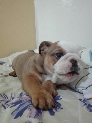 Vendo Preciosa Cachorrita Bulldog Ingles