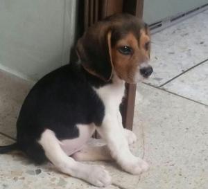 Venta Beagle mini