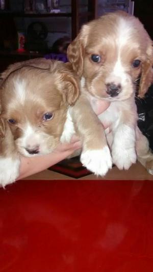 Venta de Cocker Spaniel Baratos