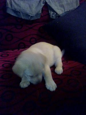 Venta de Labradora