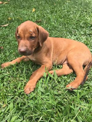 Venta de cahorros Rhodesian Ridgeback