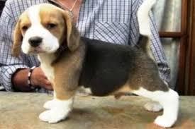 cachorros de beagle tricolor