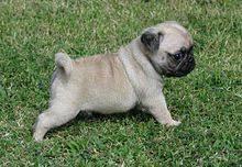 cachorros de pug carlino