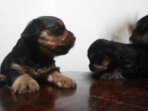 cachorros yorshire terrie