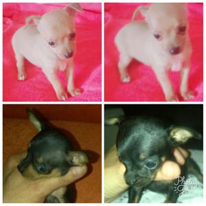 en Venta Pincher Hembras Y Machos