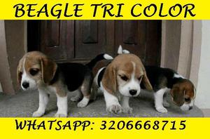 hermosos beagle