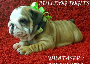 hermosos bulldog ingles