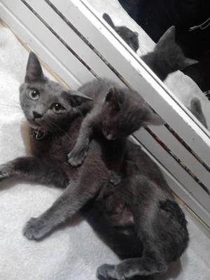hermosos gatos azul ruso 2 meses de nacidos puros