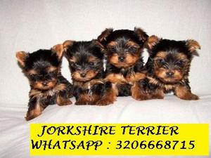 hermosos jorkshire terrier