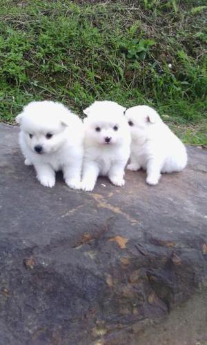 preciosos cachorros POMERANIA lulu en venta