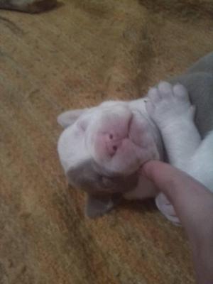 se vende pitbull