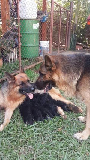 vendo hermosos cachorros PASTOR ALEMAN puros