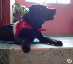 CACHORRO EN ADOPCION